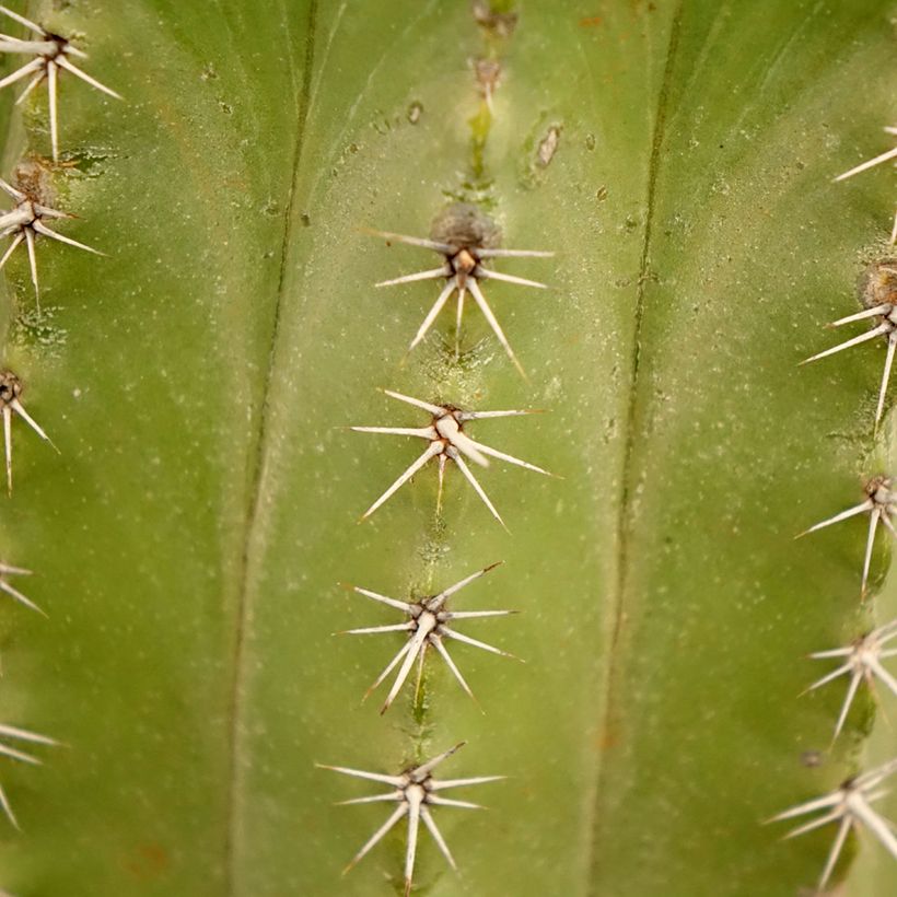 Cactus - Polaskia chichipe (Follaje)