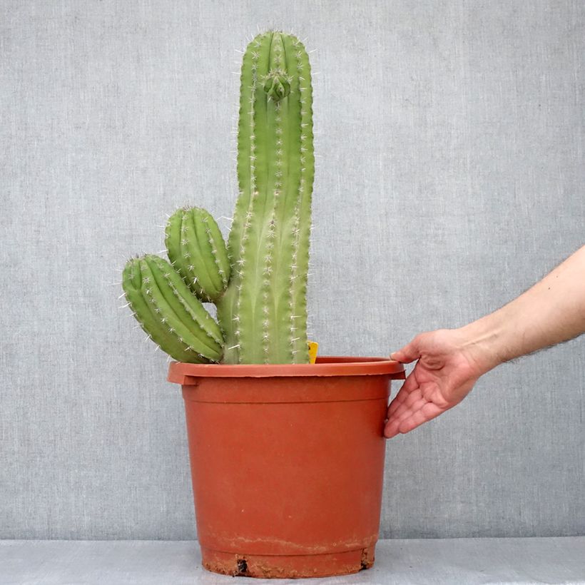 Cactus - Polaskia chichipe - Pot de 12L/15L Ejemplar entregado en la primavera