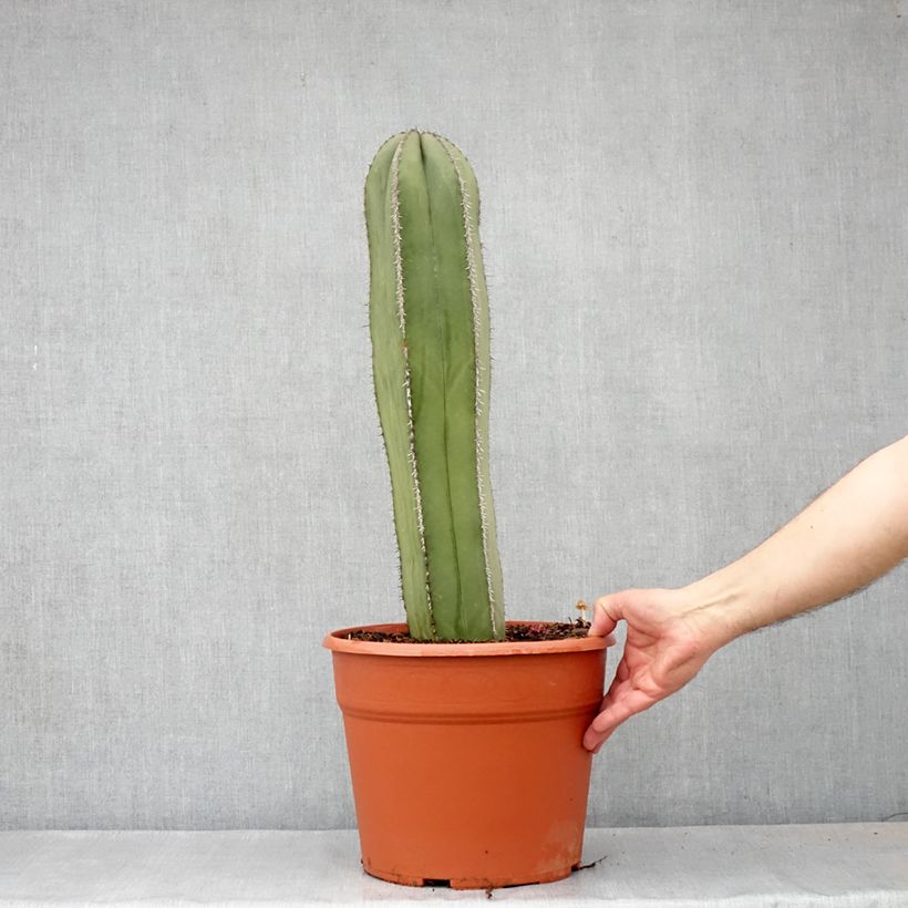 Cactus - Stenocereus marginatus - Pot de 12L/15L Ejemplar entregado en la primavera