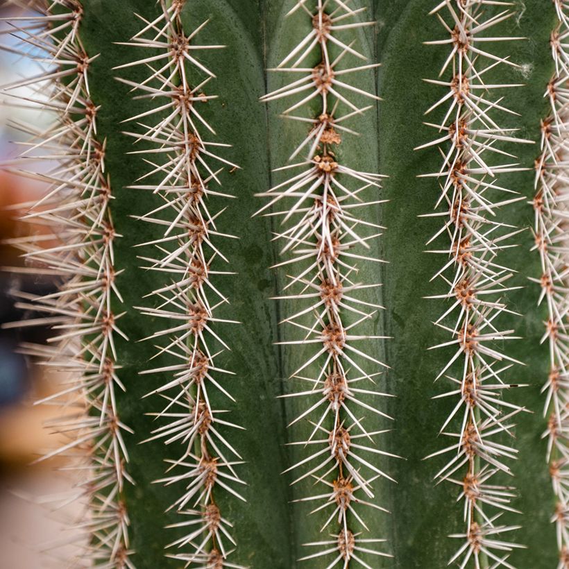 Cactus - Stenocereus griseus (Follaje)