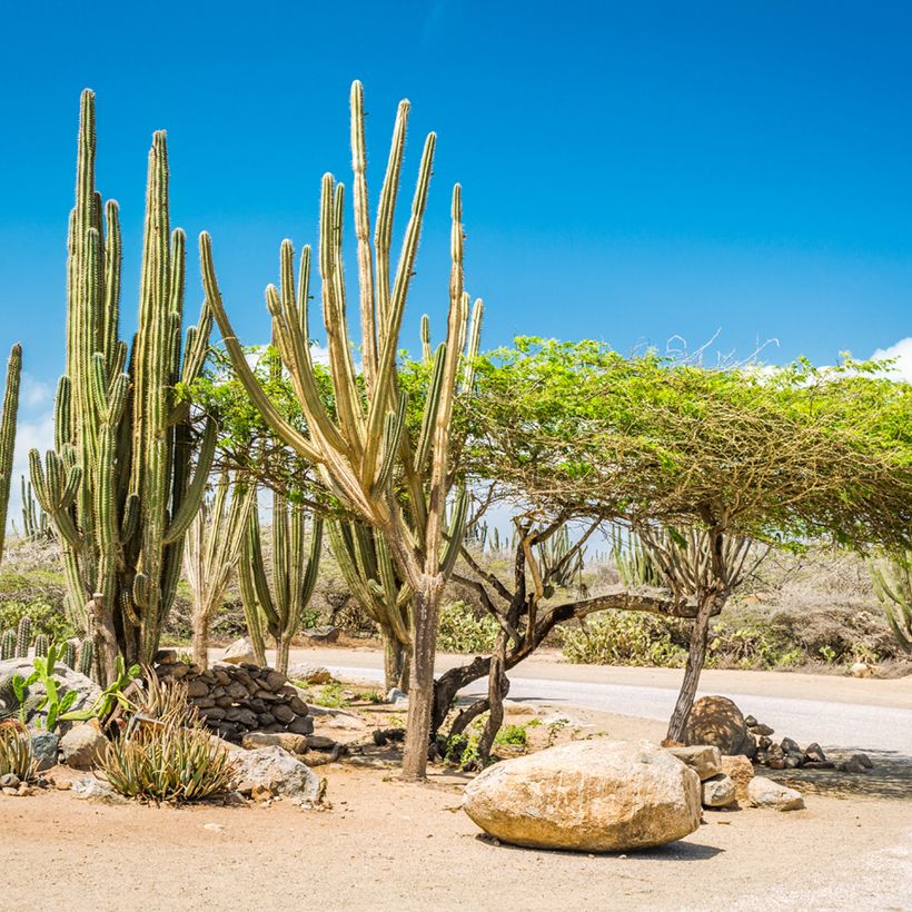 Cactus - Stenocereus griseus (Porte)