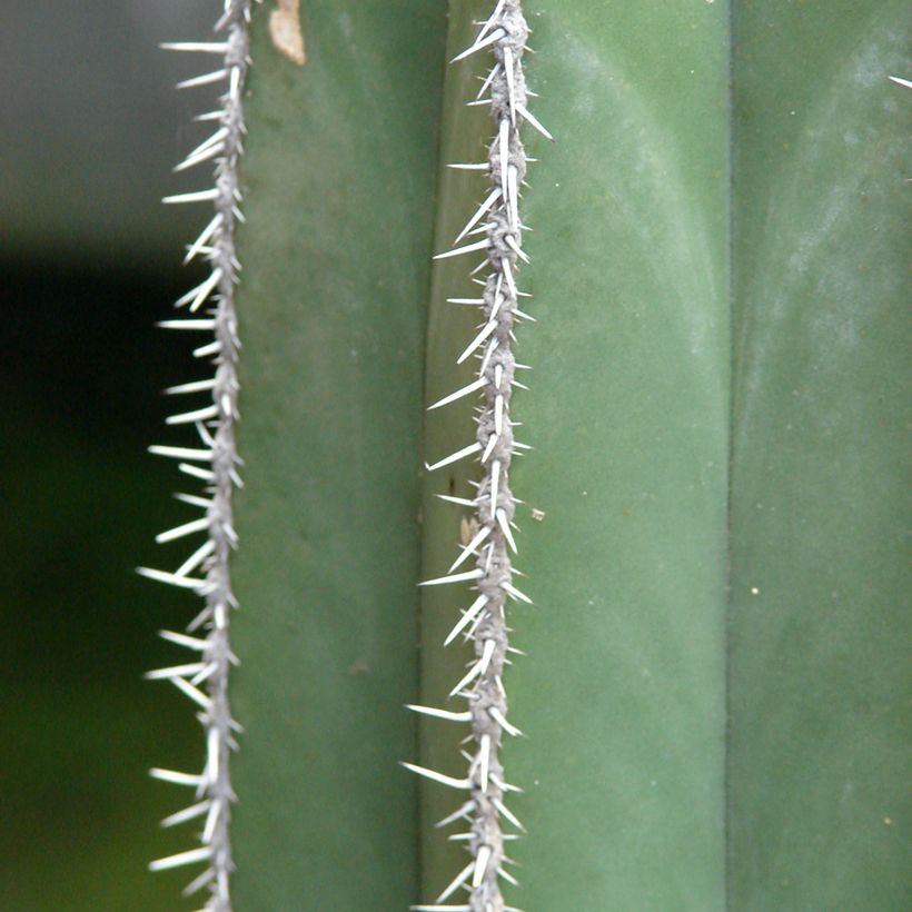 Cactus - Stenocereus marginatus (Follaje)