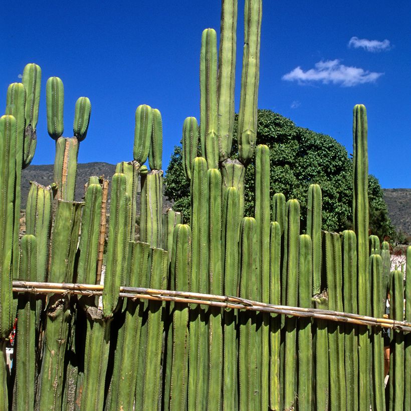 Cactus - Stenocereus marginatus (Porte)