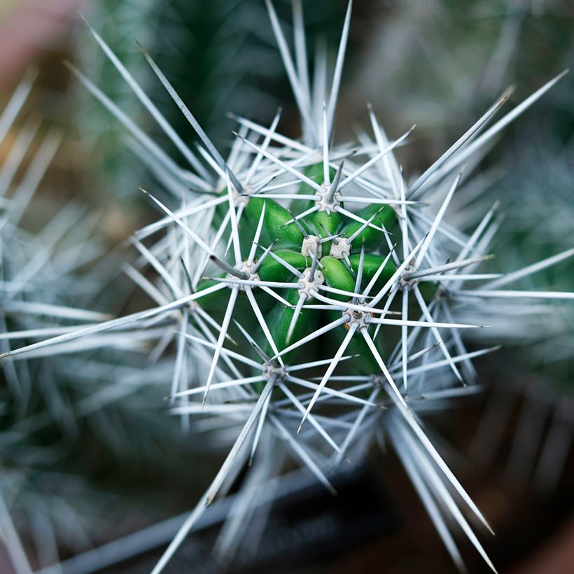 Cactus - Stetsonia coryne (Follaje)