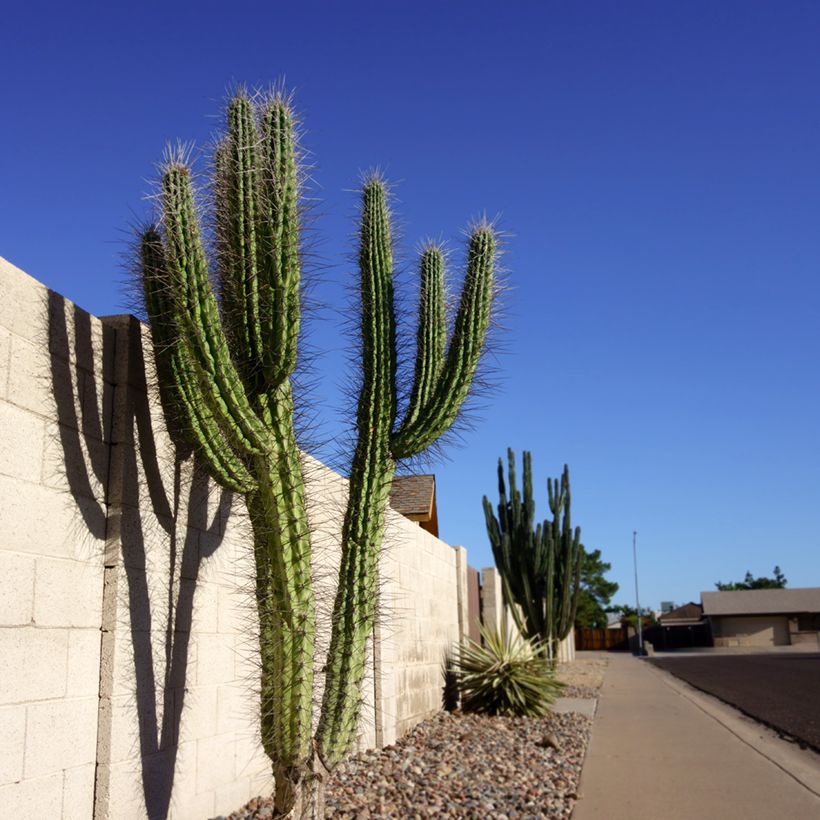 Cactus - Stetsonia coryne (Porte)