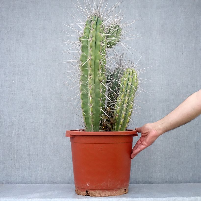 Cactus - Stetsonia coryne - Pot de 12L/15L Ejemplar entregado en la primavera