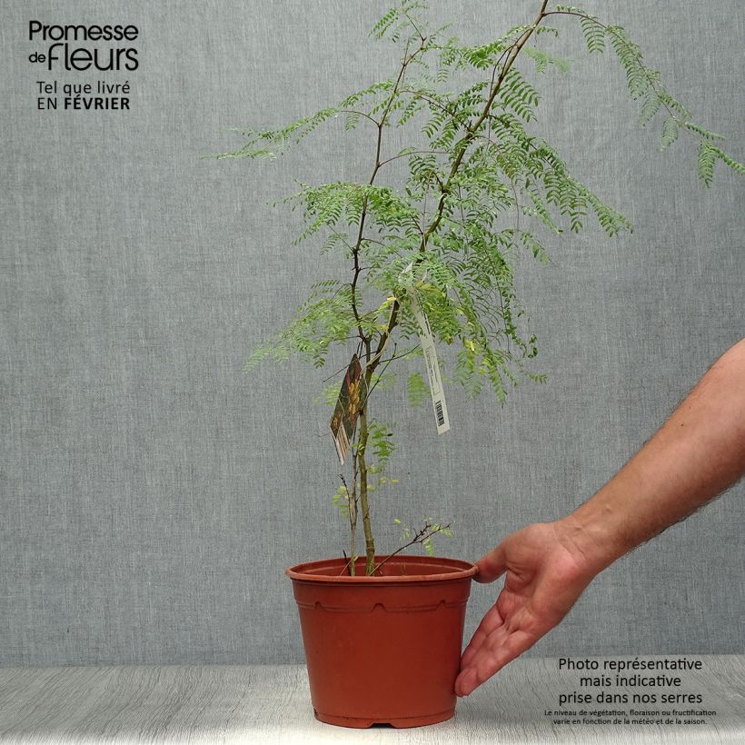 Ejemplar de Caesalpinia gilliesii - Poinciana Maceta 2L/3L entregado en otoño