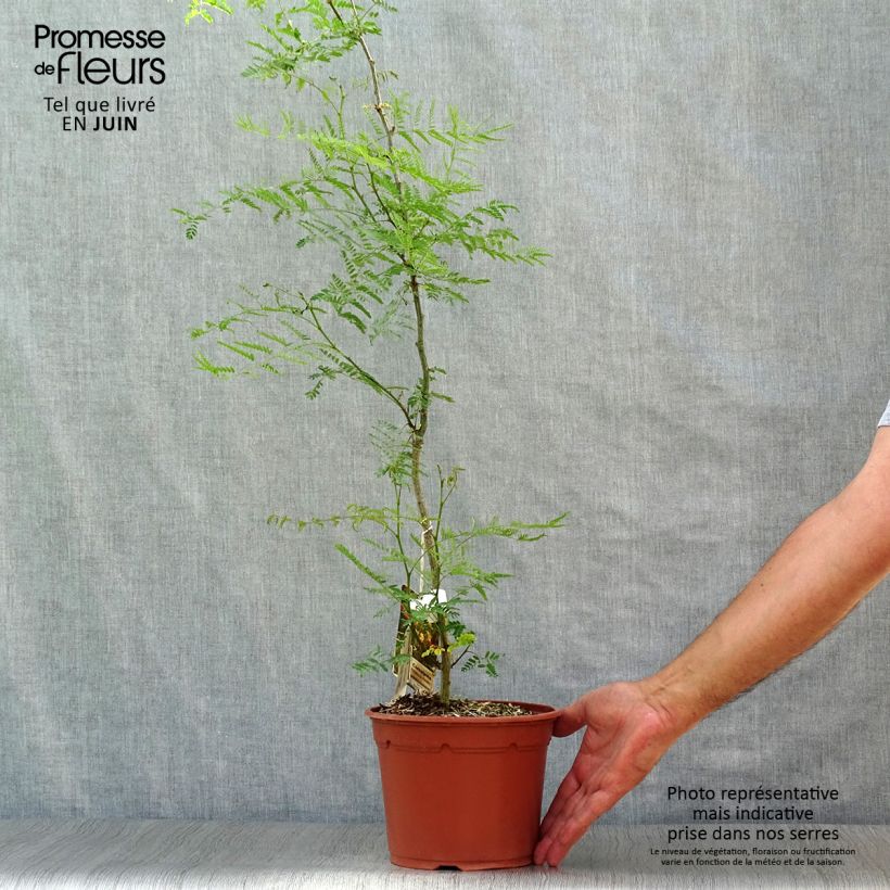 Ejemplar de Caesalpinia gilliesii - Poinciana Maceta 2L/3LAltura de entrega aprox. 100/120cm entregado en verano
