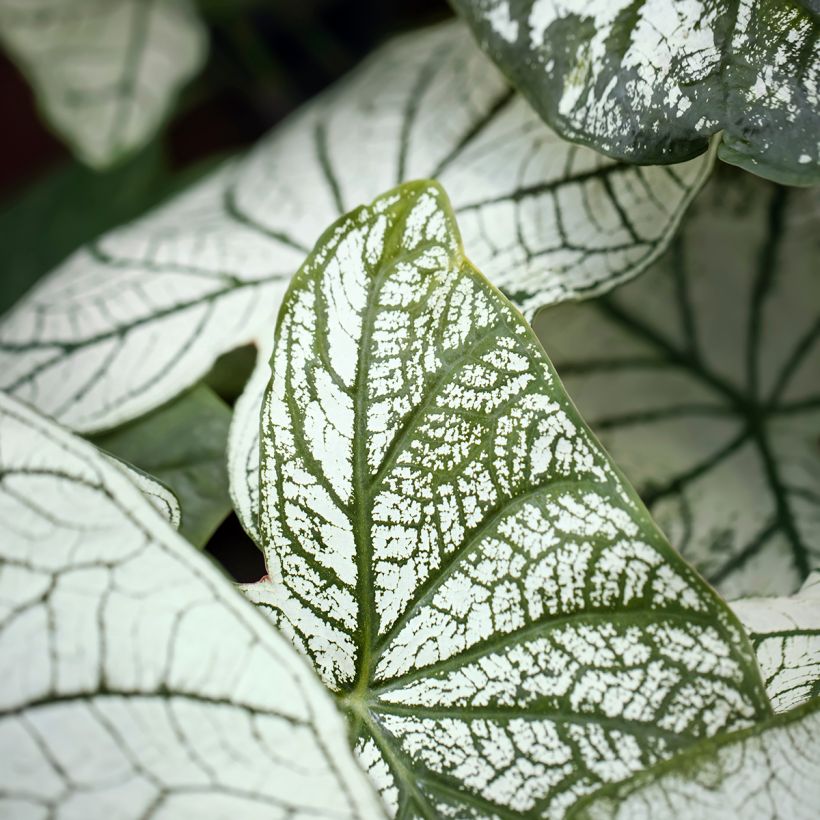 Caladium Pliage (Follaje)