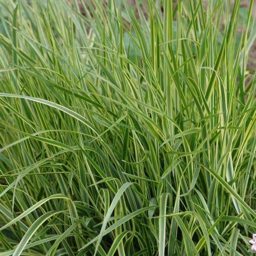 Calamagrostis acutiflora Overdam (Follaje)