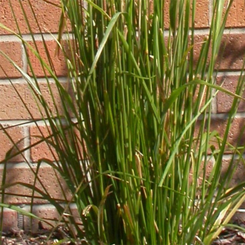 Calamagrostis acutiflora Karl Foerster (Follaje)