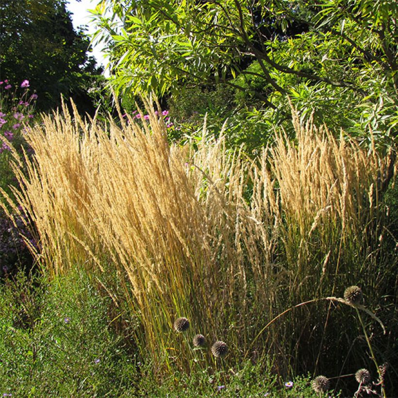 Calamagrostis acutiflora Karl Foerster (Floración)