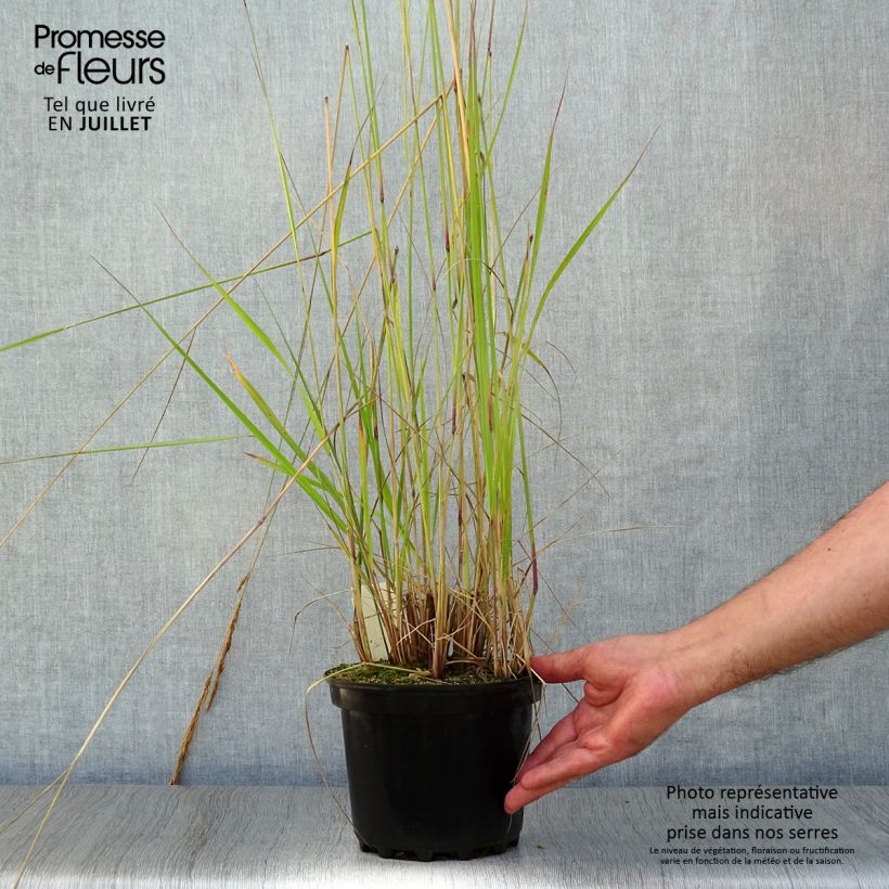 Ejemplar de Calamagrostis acutiflora Karl Foerster en pot de 2L/3L entregado en verano