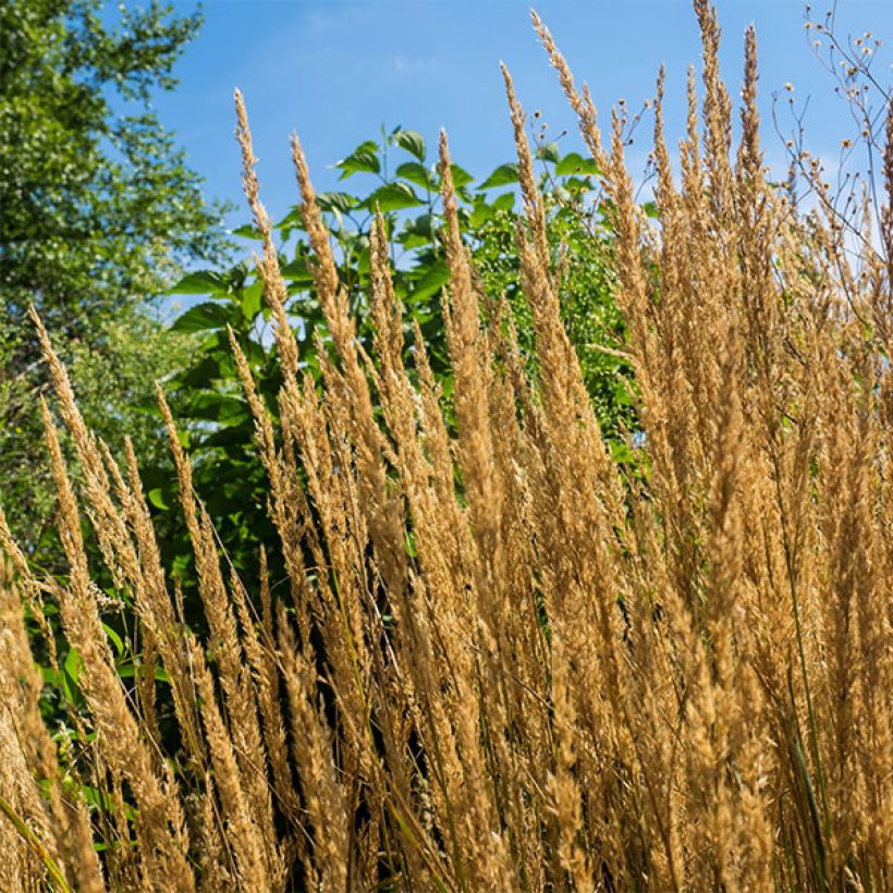 Calamagrostis acutiflora Overdam (Floración)