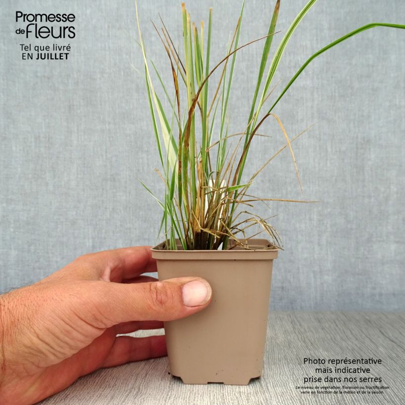 Ejemplar de Calamagrostis acutiflora Overdam - Calamagrostide Godet de 8/9 cm entregado en verano