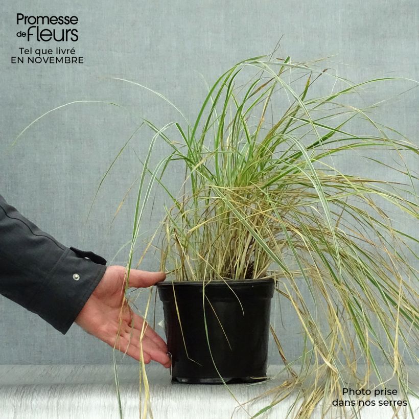Ejemplar de Calamagrostis acutiflora Overdam Maceta 2L/3L entregado en otoño