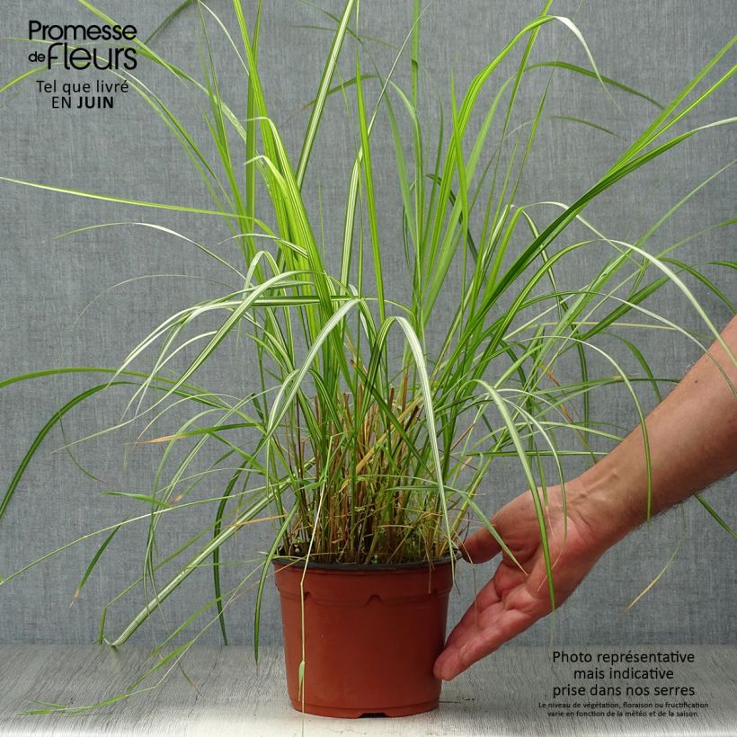 Ejemplar de Calamagrostis acutiflora Overdam - Calamagrostide Pot de 2L/3L entregado en verano