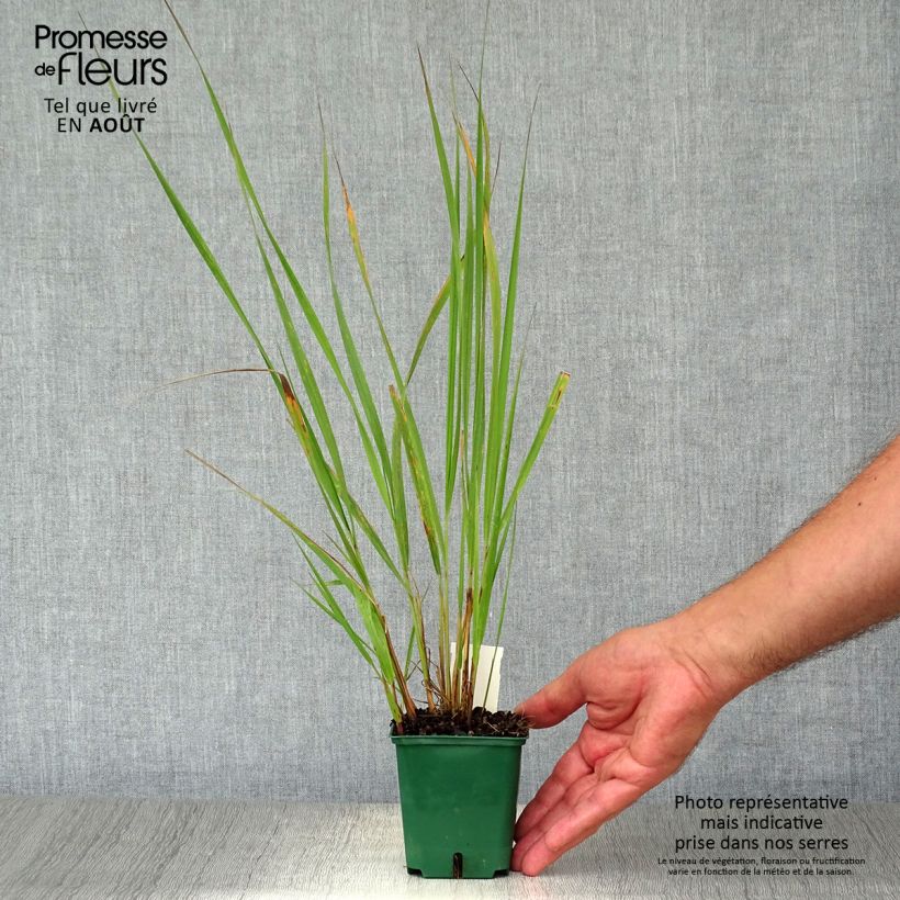 Ejemplar de Calamagrostis brachytricha - Herbe aux diamants en godet de 9 cm entregado en verano