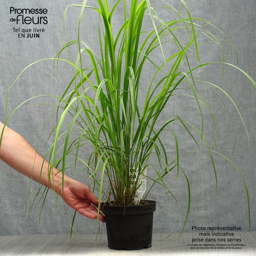 Ejemplar de Calamagrostis brachytricha - Herbe aux diamants en pot de 3L/4L litres entregado en verano