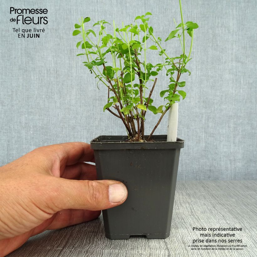 Ejemplar de Calaminta - Calamintha nepeta Maceta de 8/9 cm entregado en verano