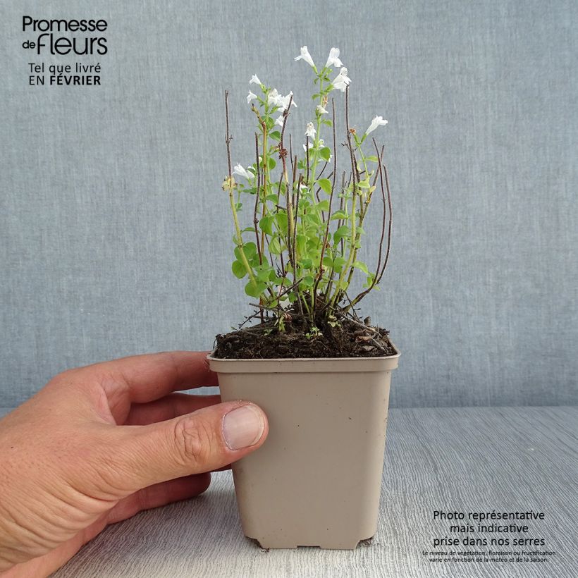 Ejemplar de Calamintha nepeta Weisser Riese Maceta de 8/9 cm entregado en otoño