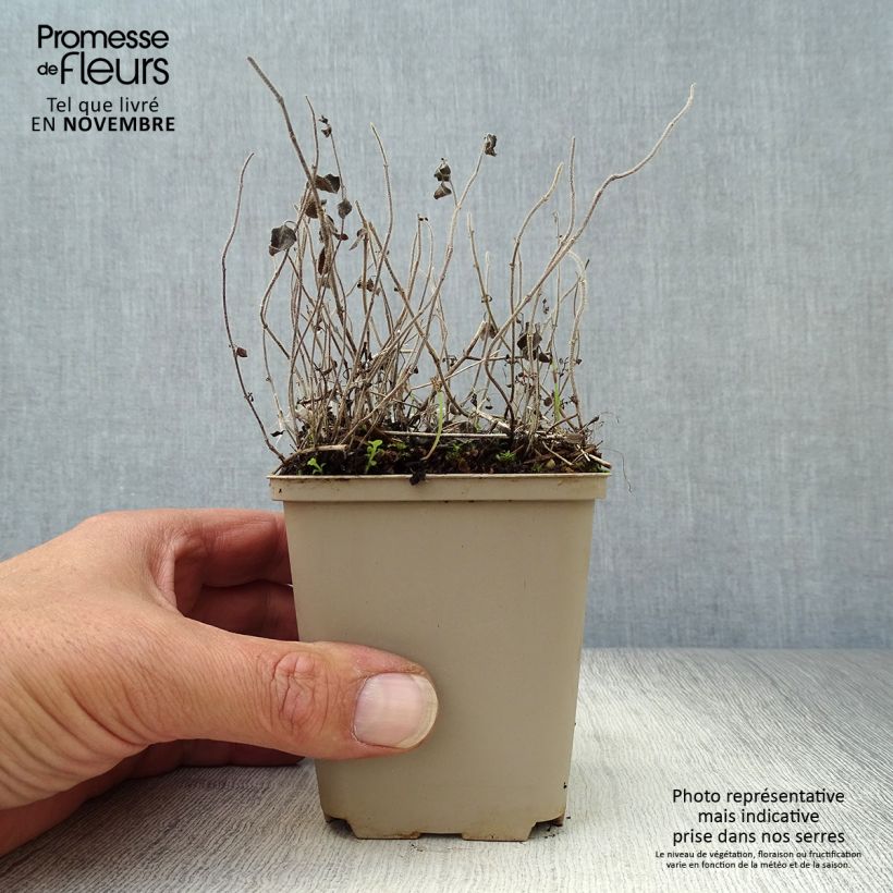 Ejemplar de Calamintha nepeta White Cloud Maceta de 8/9 cm entregado en otoño