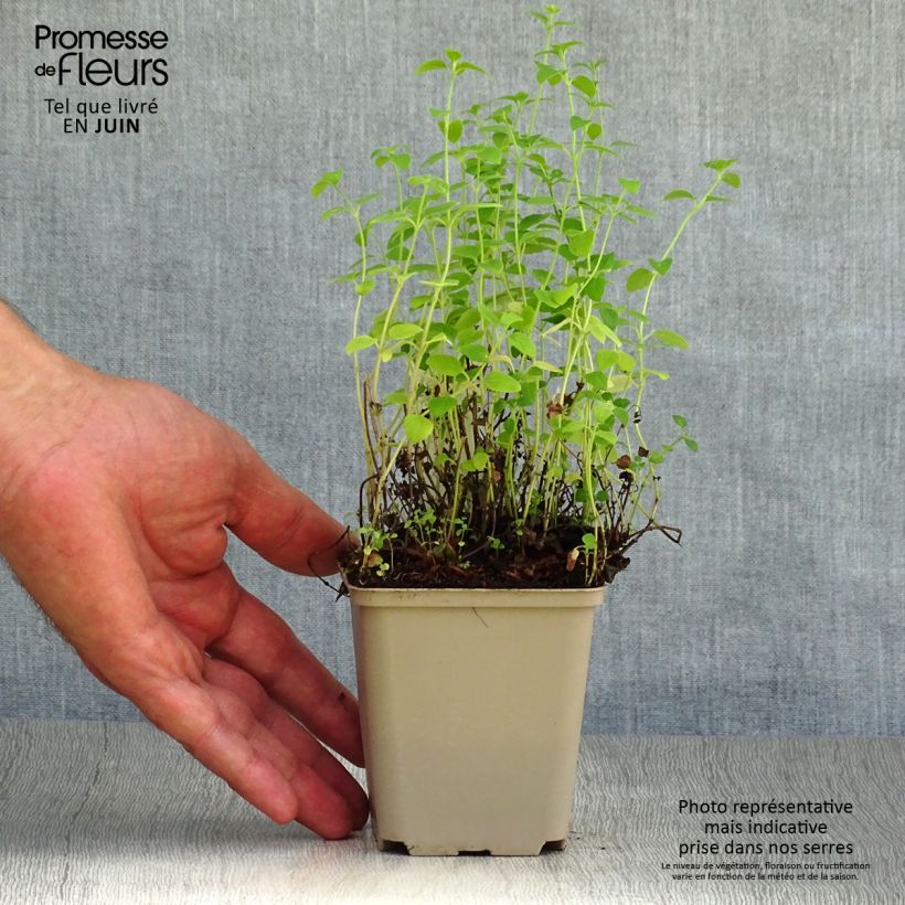 Ejemplar de Calamintha nepeta White Cloud - Petit calament White Cloud Godet de 9cm entregado en verano