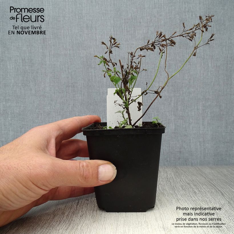 Ejemplar de Calamintha sylvatica Menthe Maceta de 8/9 cm entregado en otoño