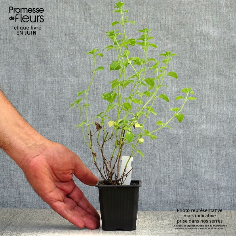 Ejemplar de Calamintha sylvatica Menthe - Sariette des bois Godet de 8 cm entregado en verano