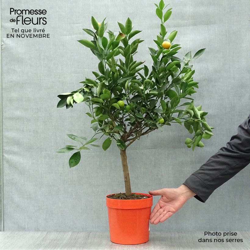 Ejemplar de Calamondina - Citrus madurensis Maceta 4L/5L, 1/4 tallo entregado en otoño