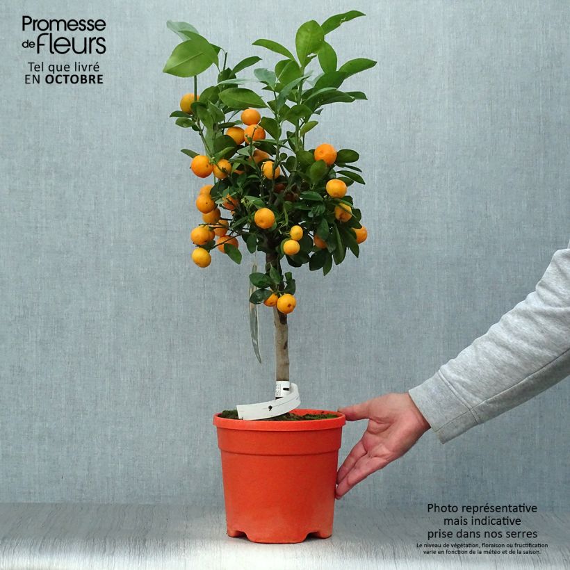 Ejemplar de Calamondina - Citrus madurensis Maceta 6L/7L entregado en otoño