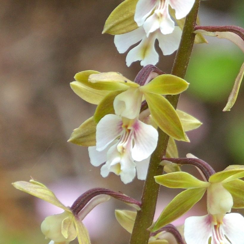Calanthe Olive Green (Floración)