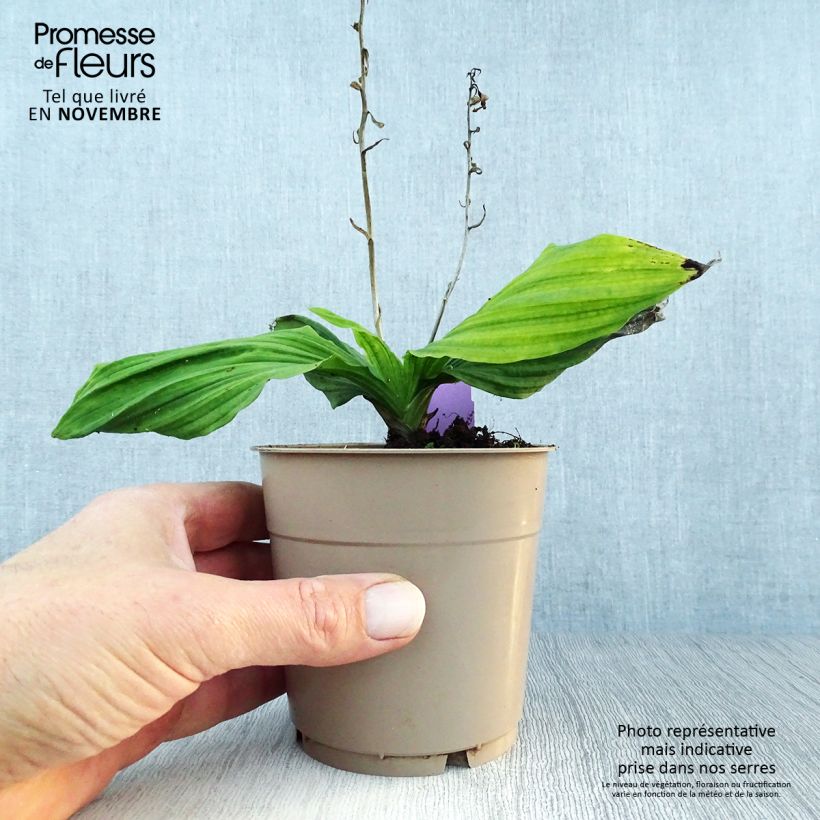 Ejemplar de Calanthe reflexa Maceta 1,5L/2L calibre I entregado en otoño