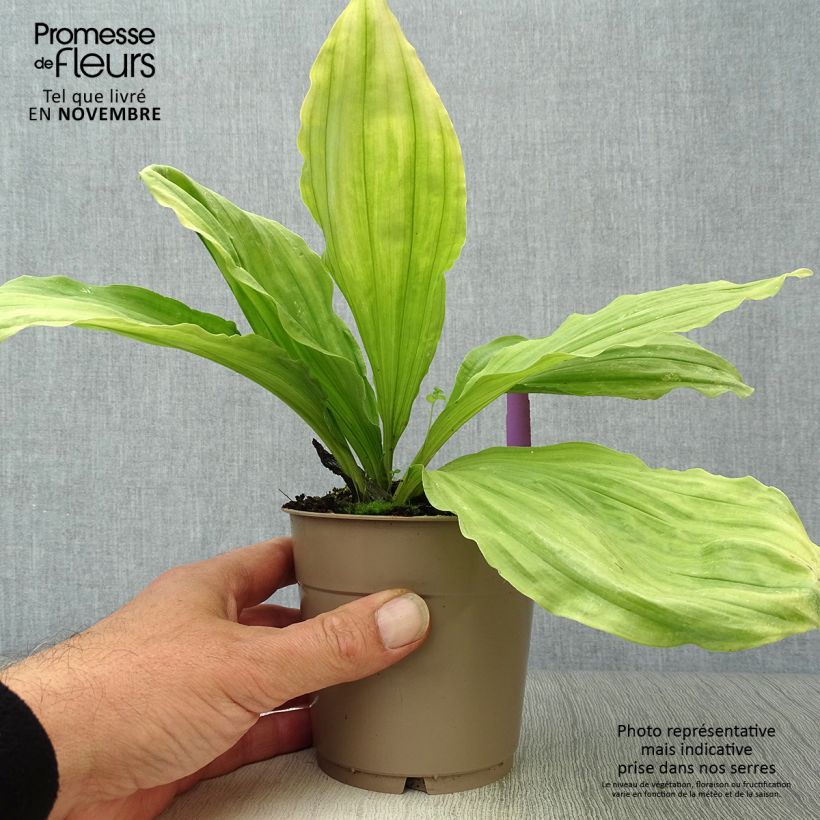 Ejemplar de Calanthe sieboldii Maceta 1L/1,5L entregado en otoño