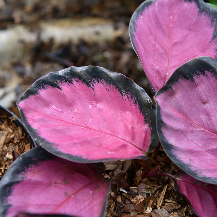 Calathea Crimson - Calatea (Follaje)
