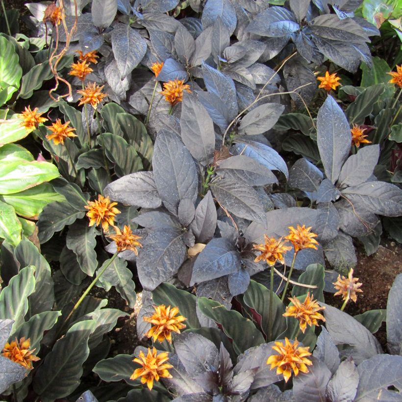 Calathea crocata - Calatea (Follaje)