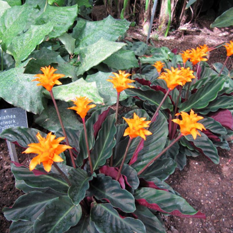 Calathea crocata - Calatea (Porte)