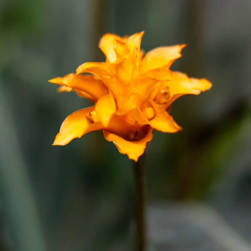 Calathea crocata - Calatea (Floración)