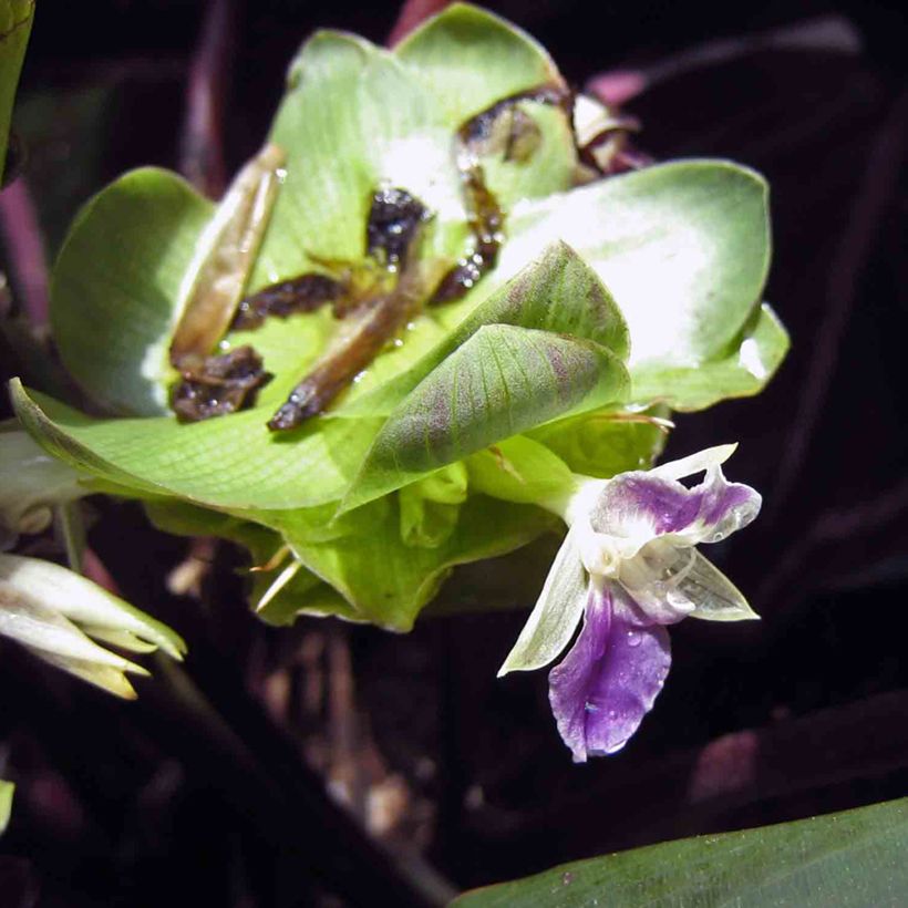 Calathea Dottie - Calatea (Floración)