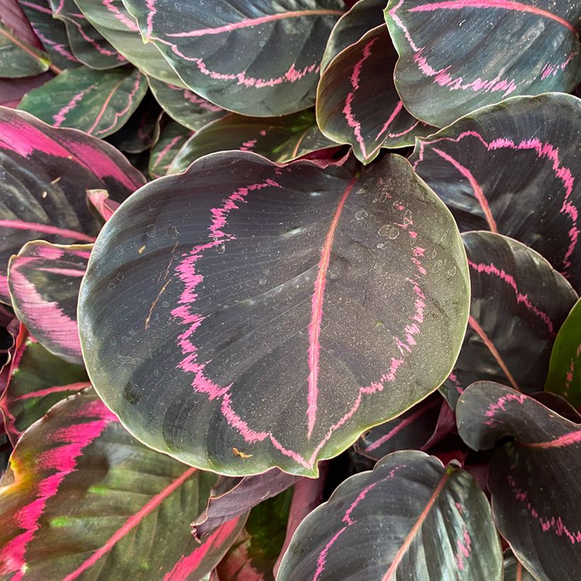 Calathea Dottie - Calatea (Follaje)