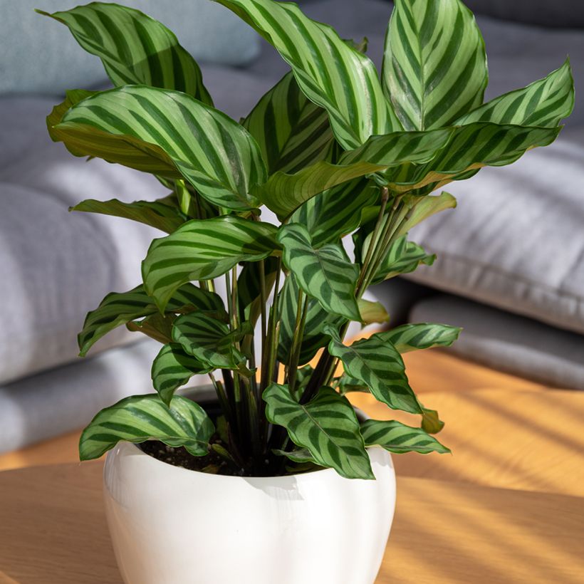 Calathea Freddie - Calatea (Porte)