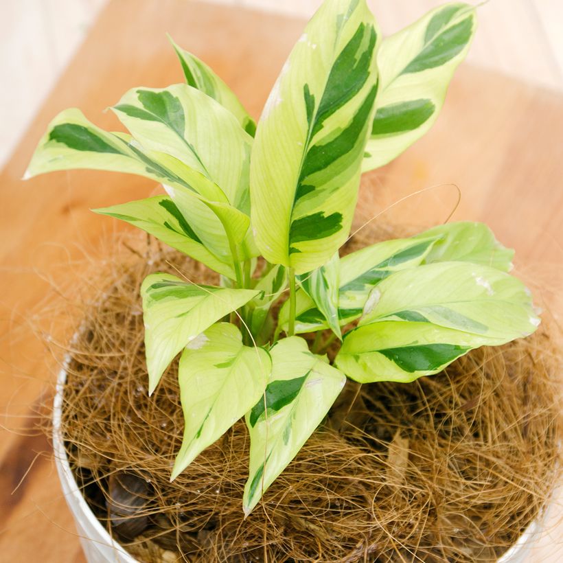 Calathea Yellow Fusion - Calatea (Follaje)