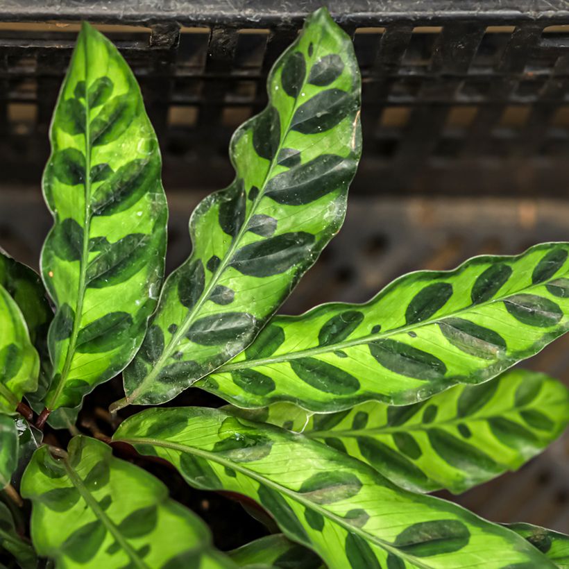 Calathea insignis - Calatea (Follaje)