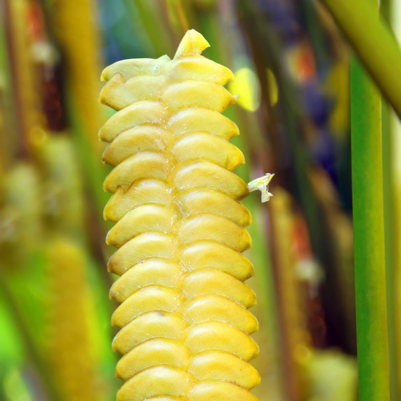 Calathea insignis - Calatea (Floración)