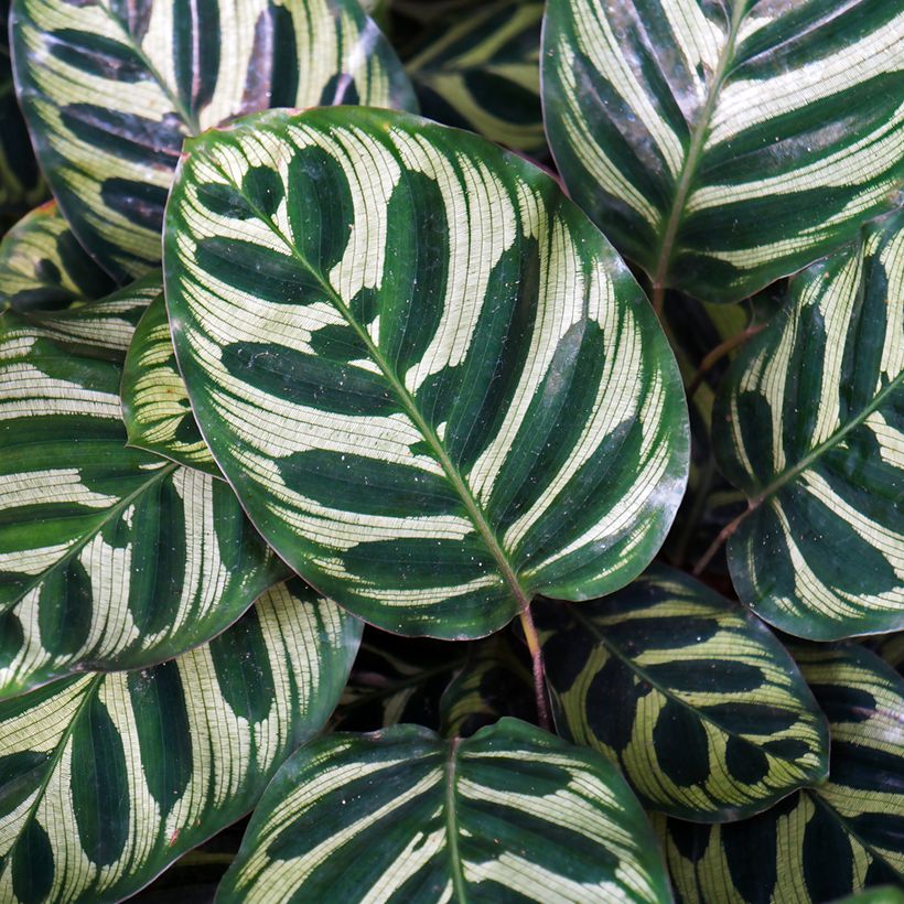 Calathea makoyana - Calatea (Follaje)