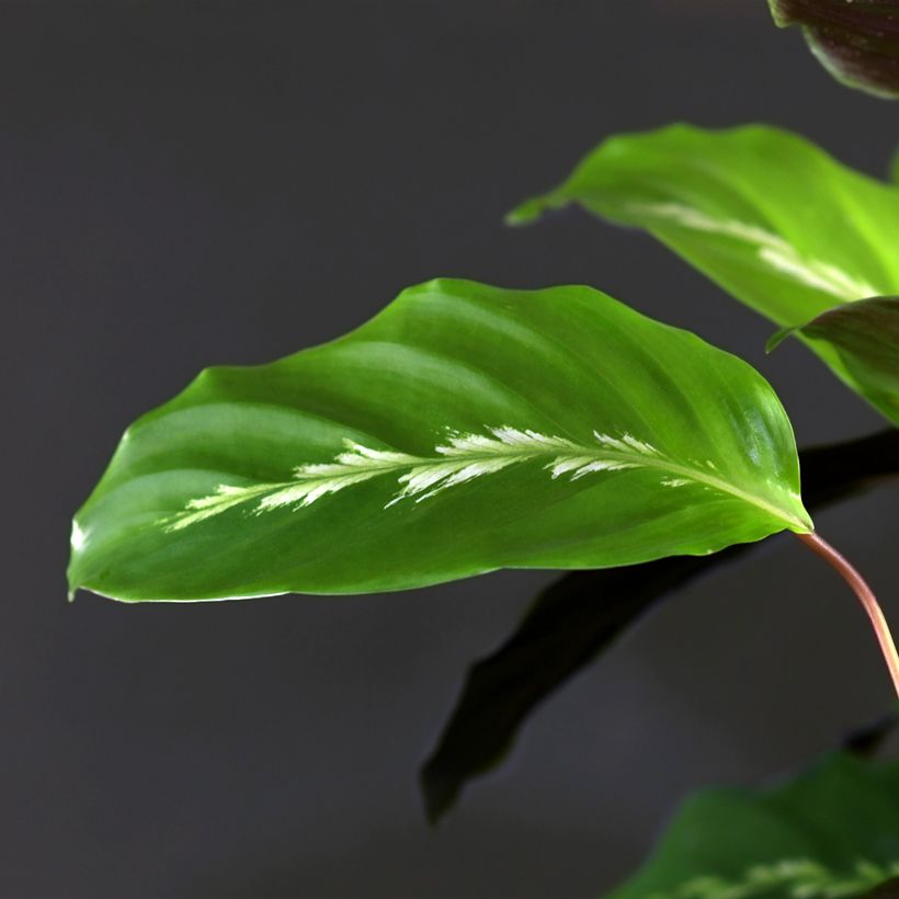 Calathea Maui Queen - Calatea (Follaje)