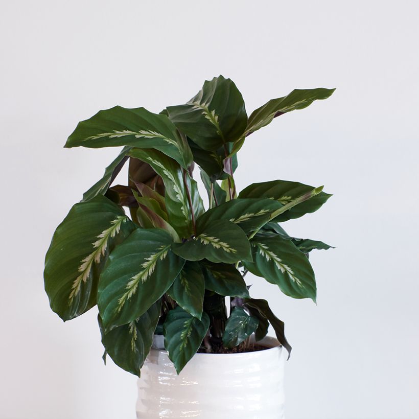 Calathea Maui Queen - Calatea (Porte)