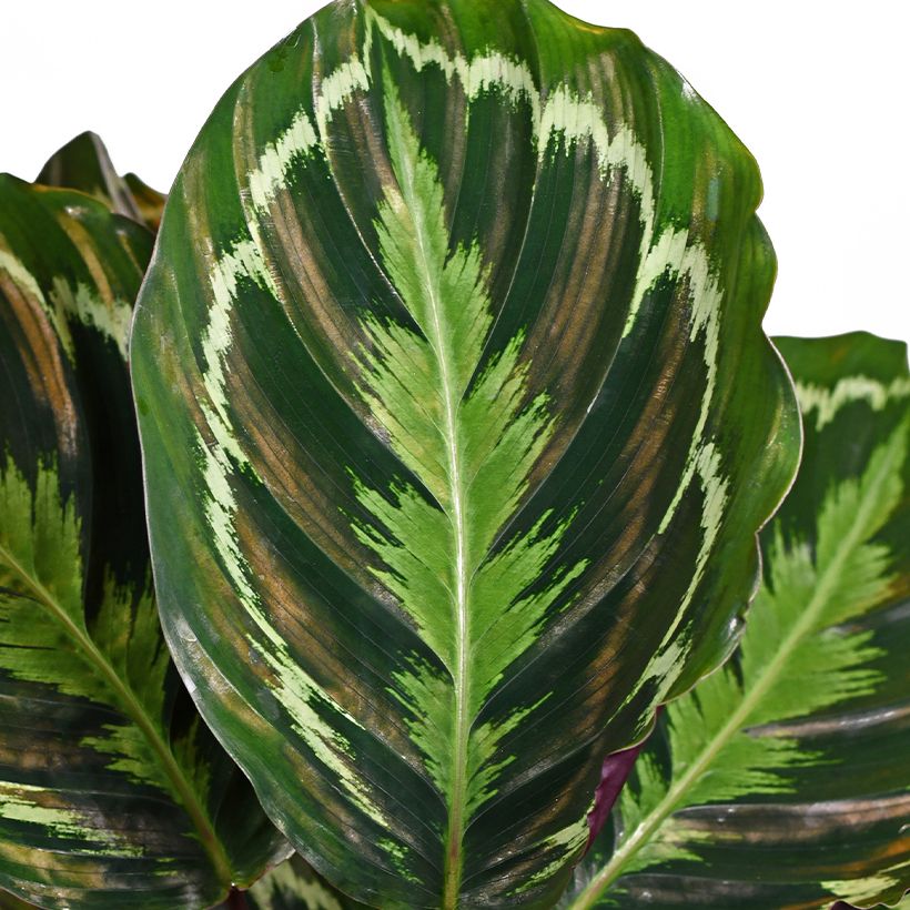 Calathea Medaillon - Calatea (Follaje)