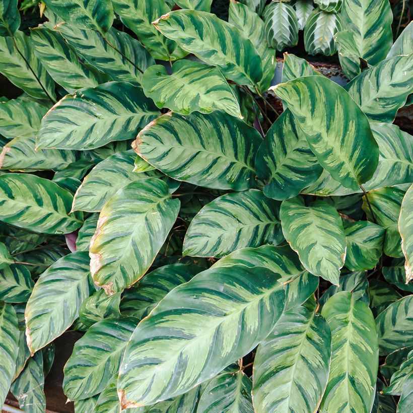 Calathea Misto - Calatea (Cosecha)