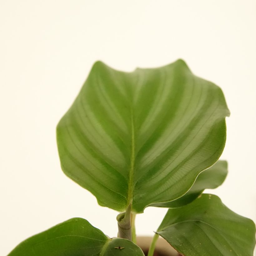 Calathea orbifolia - Calatea (Follaje)